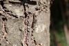 개미 - 아마도 일본왕개미 (Camponotus japonicus)