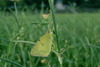 노랑나비 (Colias erate)