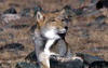 티벳여우, Vulpes ferrilata, (Tibetan Sand Fox)