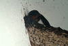 제비집과 제비 (Hirundo rustica)