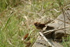 붉은머리오목눈이 / Paradoxornis webbiana fulvicauda