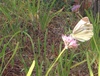 배추흰나비(Pieris rapae) / Small Cabbage White