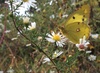 노랑나비 / Pale Clouded Yellow (Colias erate)