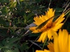 실베짱이 / Sickle-bearing Bush-cricket (Phaneroptera falcata)