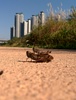 짝짓기 중인 벼메뚜기 (우리벼메뚜기), Oxya chinensis sinuosa (Rice Grasshopper)