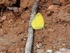 남방노랑나비 Eurema hecabe