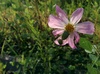 코스모스 꽃의 연인들 - 풀색노린재