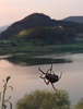 금강변의 산왕거미 (Araneus ventricosus)