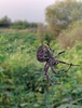 금강변의 산왕거미 (Araneus ventricosus)