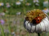 벌개미취 꽃에서 먹이를 찾는 칠성무당벌레