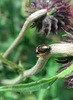 엉겅퀴 꽃의 우수리햇님깡충거미.Heliophanus ussuricus