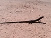 아무르장지뱀