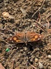 늦겨울 따뜻한 정오의 이른 뿔나비 (Libythea celtis)