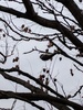 쇠딱다구리 (Yungipicus kizuki, Japanese pygmy woodpecker)