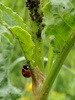 진딧물을 포식하는 칠성무당벌레 - Coccinella septempunctata