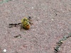 꿀벌 사체를 옮기는 일본왕개미 두 마리