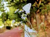 개망초 꽃과 배추흰나비