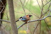 어치 - Eurasian Jay - 산까치, 언치 - Garrulus glandarius