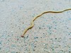 비온 날 유성천 육지플라나리아 Bipalium nobile