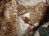 노란 점박이 나비 - 멧팔랑나비 Erynnis montana 수컷(추정)