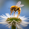 [Wrtn-ai] Apis mellifera 그려줘 (Apis mellifera)