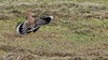 후투티, Upupa epops (Eurasian hoopoe)