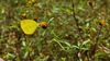남방노랑나비 (Eurema hecabe)