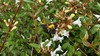 꽃댕강나무의 호박벌 Bombus(Bombus) ignitus