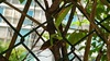 넓적배사마귀(Hierodula patellifera)의 말매미(Cryptotympana atrata) 사냥