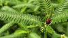자귀풀에서 쉬는 칠성무당벌레 Coccinella septempunctata