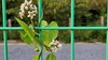 박주가리 꽃과 넓적배사마귀 (Hierodula patellifera)