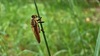 왕파리매 Cophinopoda chinensis