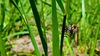 길압잡이 닮은 곤충 사냥한 왕파리매 Cophinopoda chinensis