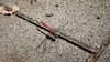 고추좀잠자리 (Sympetrum frequens) 수컷