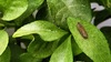 등심무늬들명나방 Nomophila noctuella (추정)