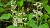 박주가리 꽃의 구리금파리 Lucilia sericata