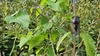 말매미 Cryptotympana atrata