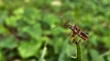 소나무허리노린재 Leptoglossus occidentalis