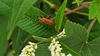 흰여뀌 잎의 길쭉바구미 Lixus impressiventris