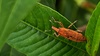 흰여뀌 잎의 길쭉바구미 Lixus impressiventris (확대본)