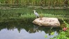 왜가리 Ardea cinerea