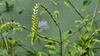 우슬 꽃의 푸른부전나비 Celastrina argiolus