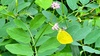 고마리 꽃의 남방노랑나비 (Eurema hecabe)