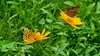 큰금계국 꽃을 오가는 네발나비 Polygonia c-aureum