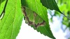 검띠푸른자나방 Agathia carissima