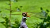 나뭇가지의 고추좀잠자리 Sympetrum frequens