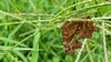 바랭이 이삭의 네발나비 Polygonia c-aureum