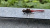 보호난간의 고추좀잠자리 Sympetrum frequens