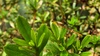 철쭉 잎의 연분홍실잠자리 (Ceriagrion nipponicum) 수컷