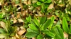 철쭉 잎의 연분홍실잠자리 (Ceriagrion nipponicum) 수컷